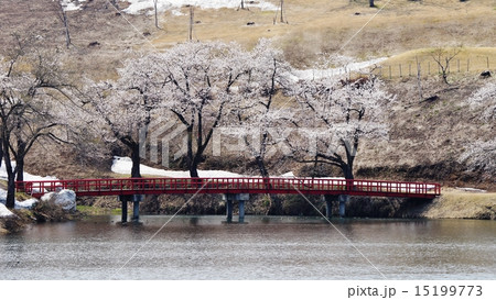 松が峯の桜 松が峯の桜 15199773