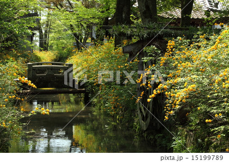 松尾大社の山吹 15199789