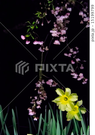 水仙と枝垂桜 15199799