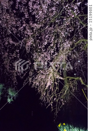 枝垂桜 15199801