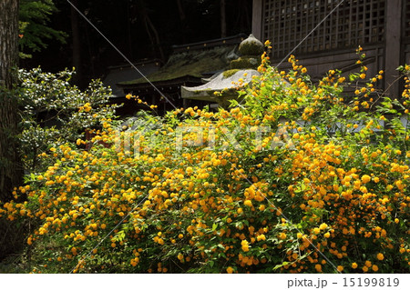 松尾大社の山吹 15199819