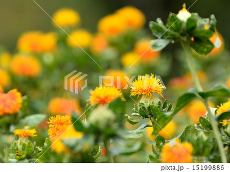 紅花の黄紅色の花は初夏の季節にとても良く合います。 15199886