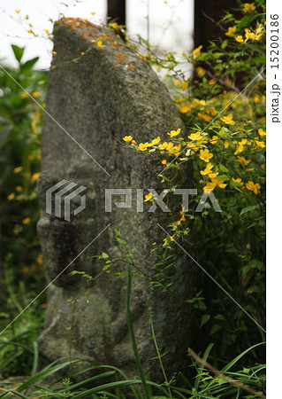 般若寺の山吹と石仏 15200186