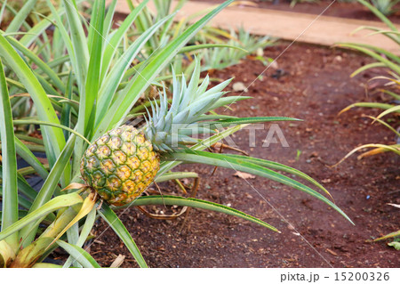 パイナップル畑の写真素材 [15200326] - PIXTA
