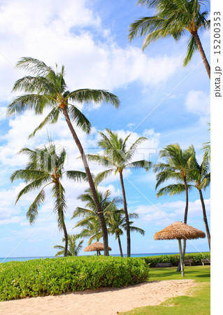 南国のリゾート 15200353