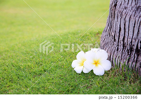 プルメリア 15200366