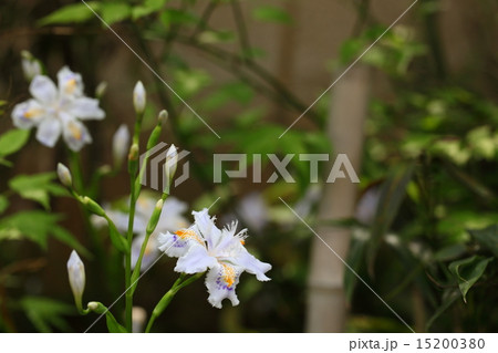 般若寺のシャガの花 15200380