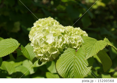 オオテマリ　01 15200568