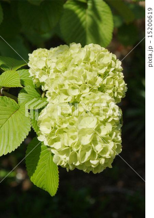 オオテマリ 02 オオテマリ 02 15200619