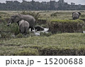 マサイマラの象ファミリー 15200688