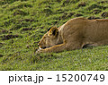 マサイマラのライオン 15200749