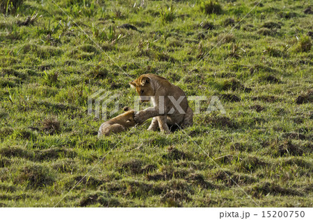 マサイマラの子ライオン 15200750