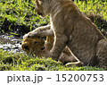 マサイマラの子ライオン 15200753