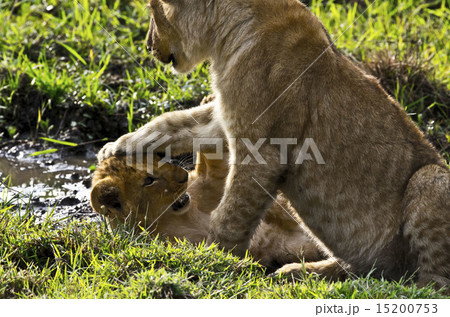 マサイマラの子ライオン 15200753