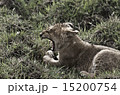 マサイマラのライオン 15200754