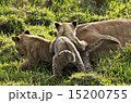 マサイマラのライオン 15200755