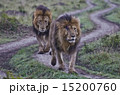 マサイマラのライオン 15200760