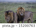 マサイマラのライオン 15200763