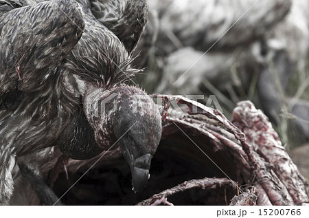 マサイマラのハゲタカ 15200766