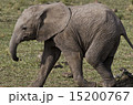 マサイマラの子象 15200767