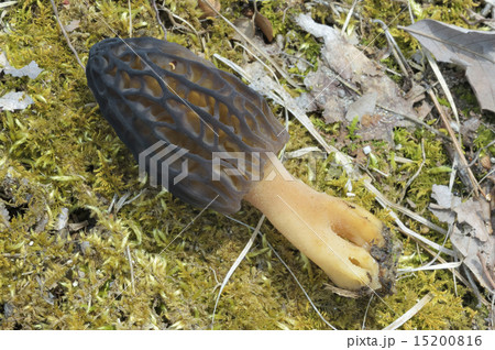 アシボソアミガサタケ アシボソアミガサタケ 15200816