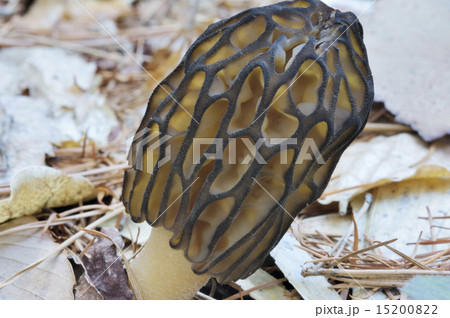 アシボソアミガサタケ 15200822