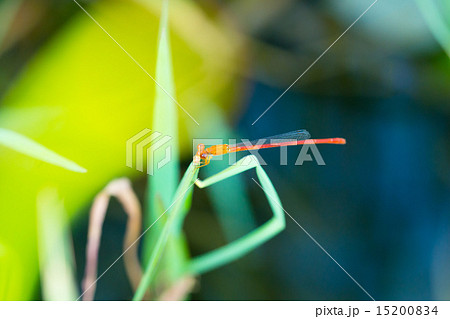 イトトンボ  15200834