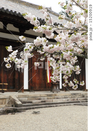 新薬師寺の八重桜 15200919