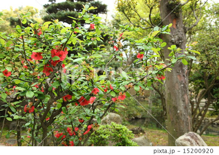 新薬師寺のボケの花 15200920