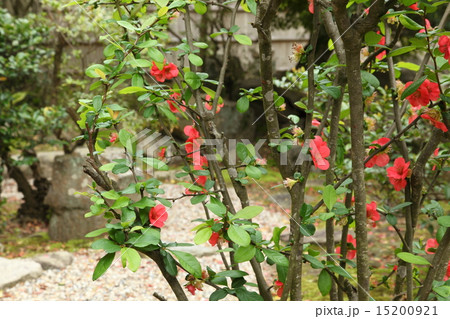 新薬師寺のボケの花 15200921