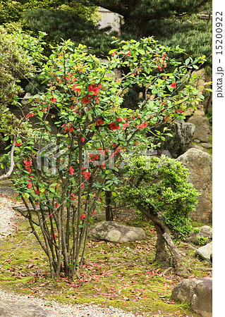 新薬師寺のボケの花 15200922