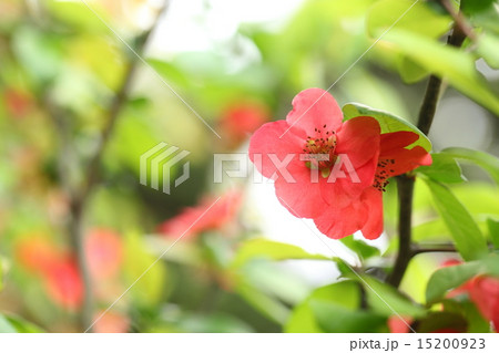 新薬師寺のボケの花 15200923