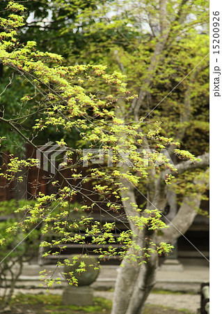 新薬師寺の新緑のもみじ 新薬師寺の新緑のもみじ 15200926