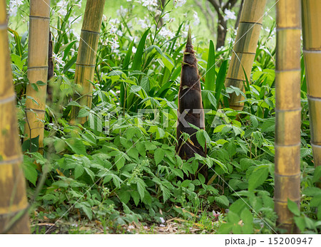 黄金色の金明孟宗竹の竹林と筍 15200947