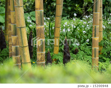 黄金色の金明孟宗竹の竹林と筍 15200948