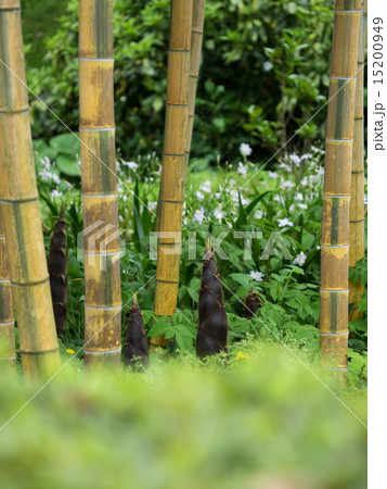 黄金色の金明孟宗竹の竹林と筍 15200949