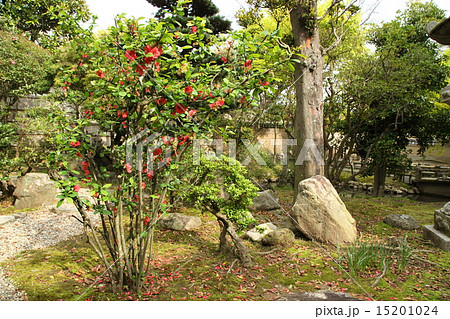 新薬師寺のボケの花 15201024