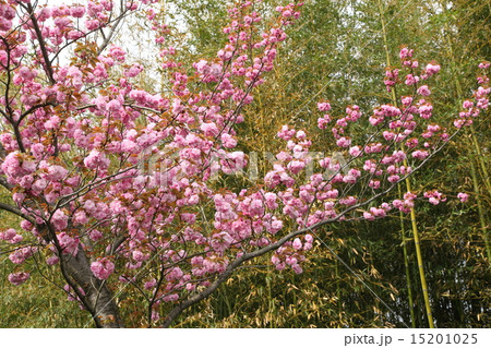 新薬師寺の八重桜 15201025