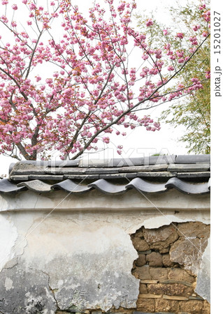 新薬師寺の八重桜 新薬師寺の八重桜 15201027