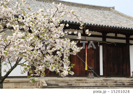 新薬師寺の八重桜 新薬師寺の八重桜 15201028