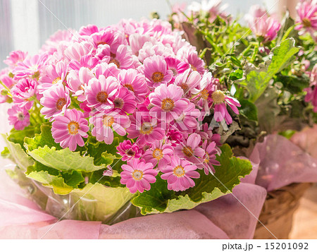 サイネリア 15201092