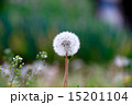 タンポポの種　dandelion 15201104
