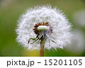 タンポポの種　dandelion 15201105