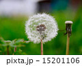 タンポポの種　dandelion 15201106