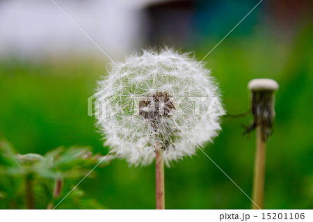 タンポポの種 dandelion タンポポの種 dandelion 15201106