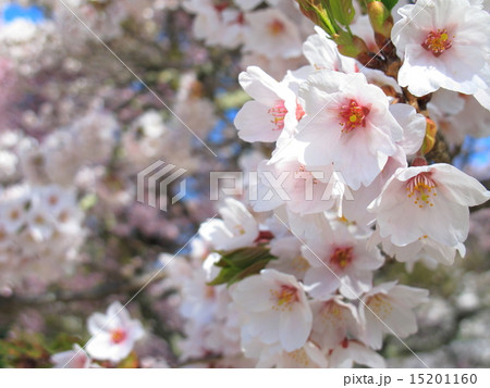 桜 15201160