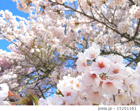 桜 15201161