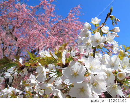 桜 15201162