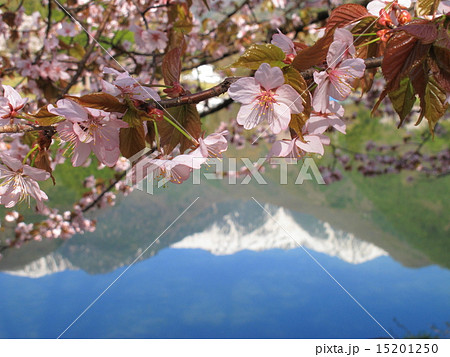 桜と湖面に映るアルプス 桜と湖面に映るアルプス 15201250