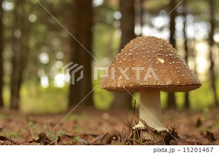 三角きのこ 三角きのこ 15201467